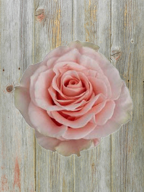 PHOENIX  PEACH GARDEN ROSE